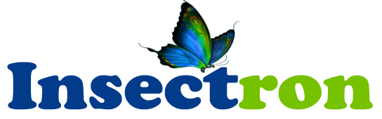 Insectron - India's Best Web Design Agency